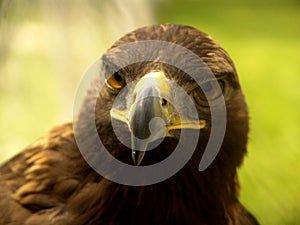Real Eagle beak