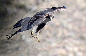 Real eagle in flight