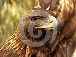 Real eagle front