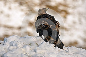 Real eagle with his prey watches in the snow photo