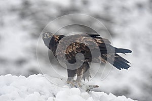 Real eagle with its prey in the snow photo