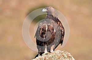 Real eagle observes from his innkeeper photo