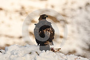 Real eagle observes from his innkeeper