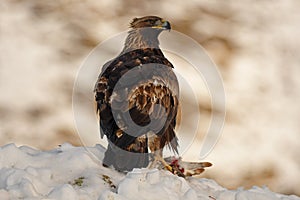 Real eagle observes its territory with a prey between the claws