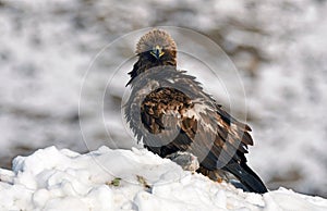 A real eagle with a prey in winter