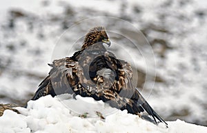 Eagle with a prey