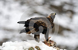 eagle with a prey in winter with snow