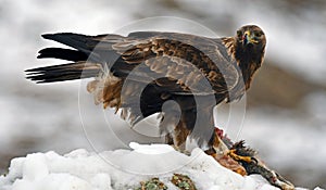 real eagle in the snow with a prey between the claws watches over its territory