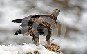 Real eagle in the snow with a prey