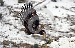 Real eagle takes off from one of his innkeepers