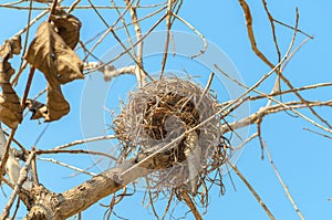 Real empty bird nest on dry tree