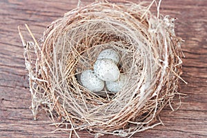 Little bird`s egg in birds nest isolated on a wooden floor