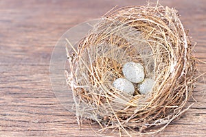 Little bird`s egg in birds nest isolated on a wooden floor