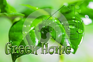 Real estate symbol on the background of  green plant .