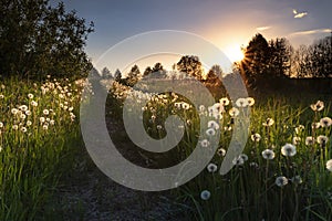 Real field and dandelion at summer sunset. Beautiful summer background.