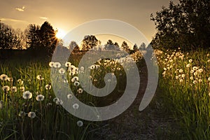 Real field and dandelion at summer sunset. Beautiful summer background.