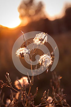 Real field and dandelion at sunset.