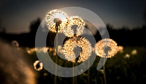 Real field and dandelion at sunset sunrise, amazing photo with color atmosphere