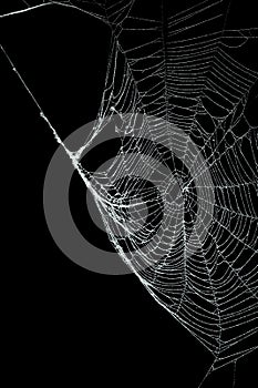 Real frost covered spider web isolated black