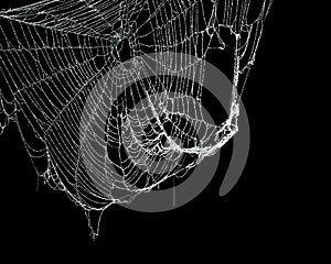 Real frost covered spider web isolated  black