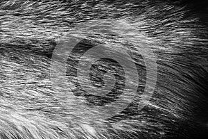 Real fur of silver fox