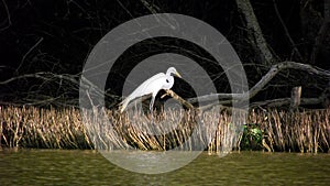 Real Garza among mangroves photo