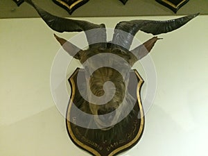 Real Gazelle head in manial palace