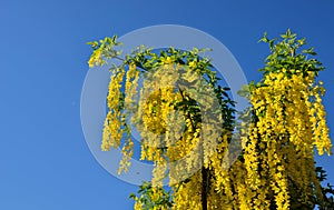 Real golden rain can conjure up an impressive show of long bunches of deep yellow flowers, multiple trunks grow from one place by