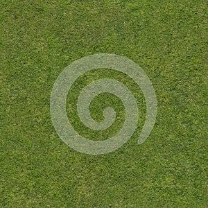 Real Grass photo