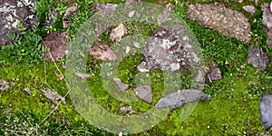 Real Green Moss Seamless Texture