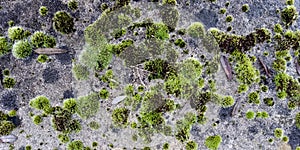 Real Green Moss Seamless Texture