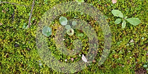 Real Green Moss Seamless Texture photo