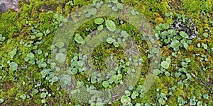 Real Green Moss Seamless Texture photo