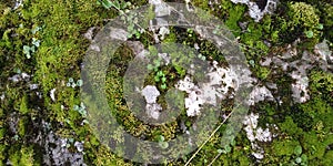 Real Green Moss Seamless Texture photo