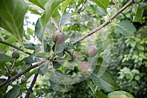 Real green unripe apples on a tree branch with leaves isolated