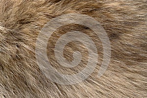Real grey wolf fur, surface of wolf pelt from a gray wolf, macro photo