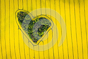 Real heart shaped copse of forest among rape field. Nature love. Valentine symbol.