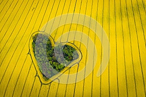 Real heart shaped copse of forest among rape field. Nature love. Valentine symbol.