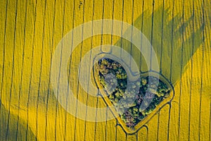 Real heart shaped copse of forest among rape field. Nature love. Valentine symbol.