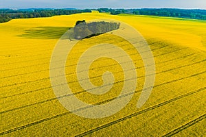 Real heart shaped copse of forest among rape field. Nature love. Valentine symbol.