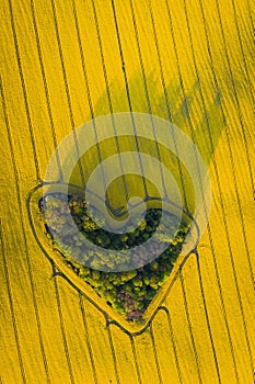 Real heart shaped copse of forest among rape field. Nature love. Valentine symbol.