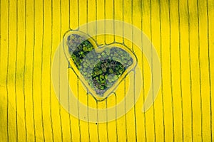 Real heart shaped copse of forest among rape field. Nature love. Valentine symbol.