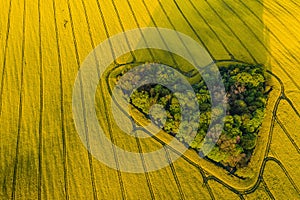 Real heart shaped copse of forest among rape field. Nature love. Valentine symbol.