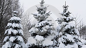 Real heavy snow falling at the fir trees branches outdoor, long video 4k
