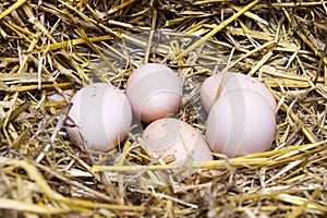 Real the hen roost with eggs.