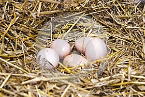 Real the hen roost with eggs. photo