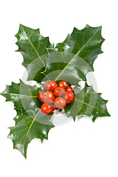 Real holly berries and leave