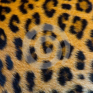 Real jaguar skin