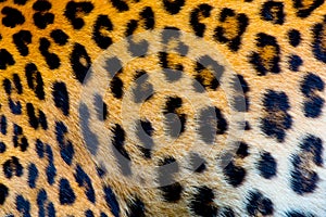 Real jaguar skin