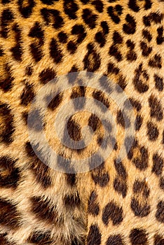 Real jaguar skin